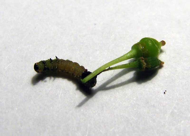 Личинка гронової листокрутки